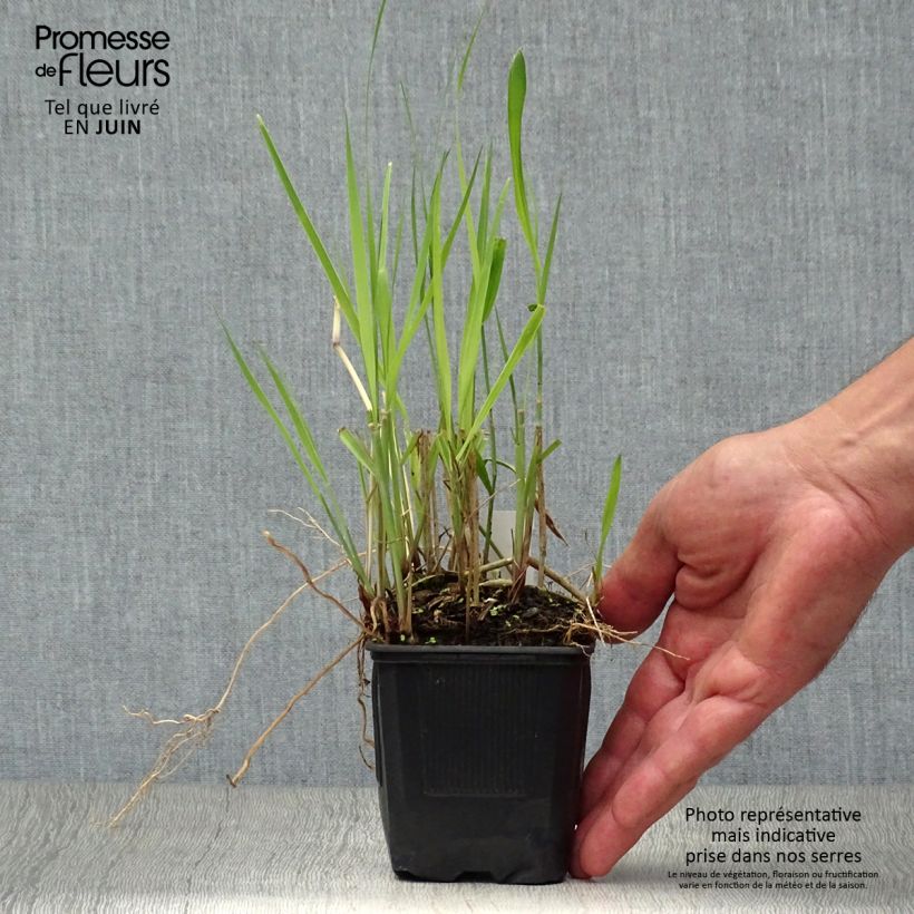 Panicum virgatum Heiliger Hain - Switchgrass 8/9 cm pot sample as delivered in summer