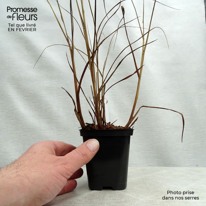 Panic érigé - Panicum virgatum Heiliger Hain en godet de 9 cm sample as delivered in winter