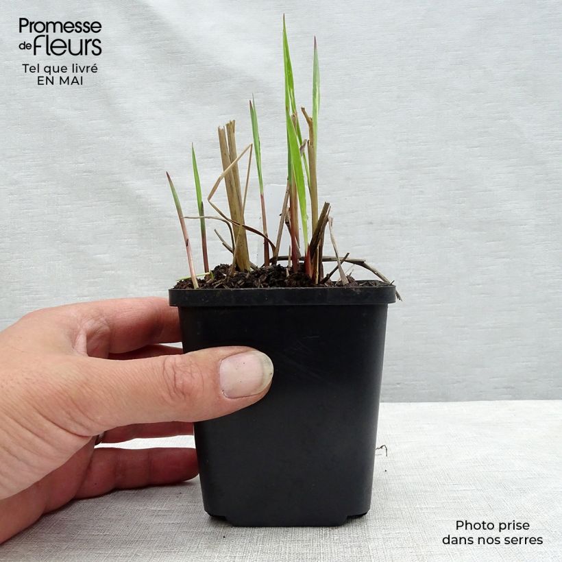 Panicum virgatum Heiliger Hain - Switchgrass sample as delivered in spring