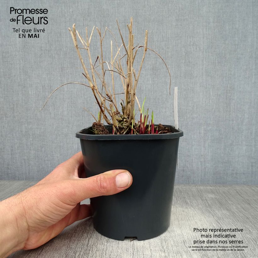 Panicum virgatum Heiliger Hain - Switchgrass sample as delivered in spring