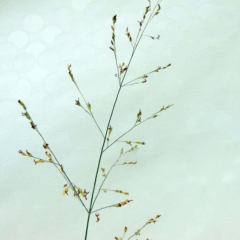 Panicum virgatum Kulsenmoor - Switchgrass (Flowering)