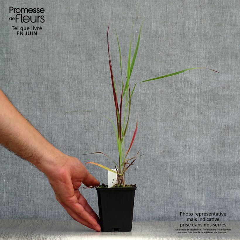 Panicum virgatum Kulsenmoor - Switchgrass 8/9 cm pot sample as delivered in summer