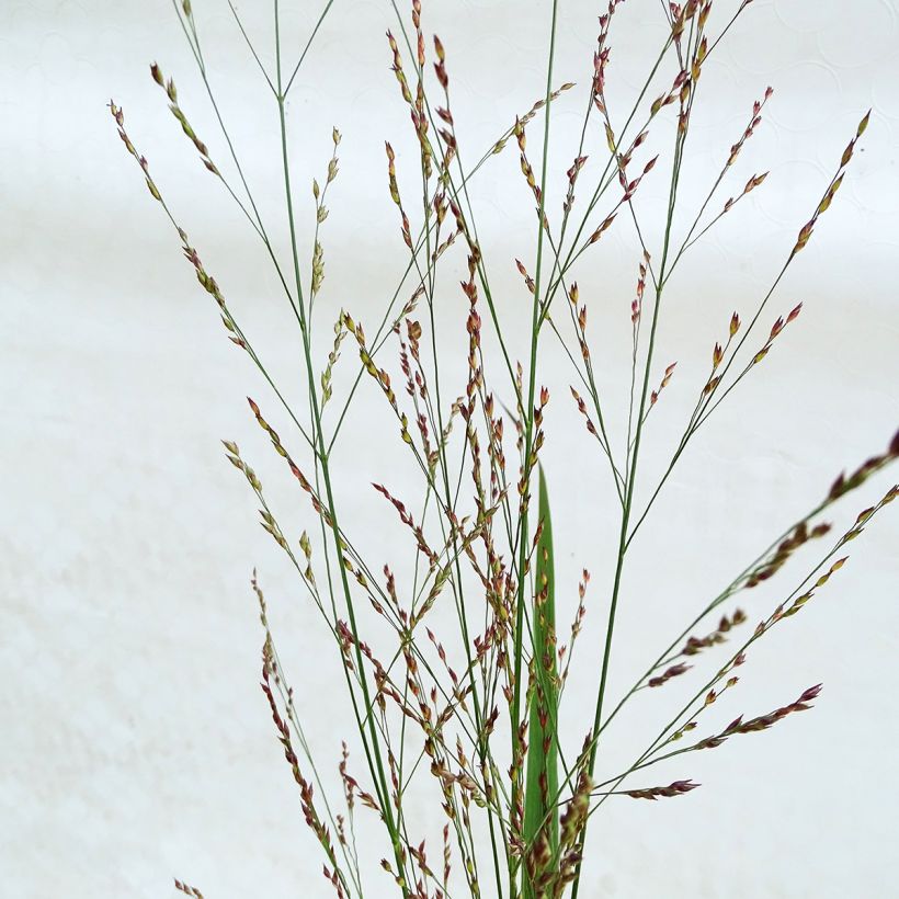 Panicum virgatum Northwind - Switchgrass (Flowering)