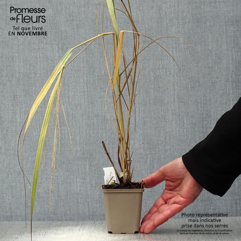 Panic érigé - Panicum virgatum Northwind  Godet de 9cm sample as delivered in autumn