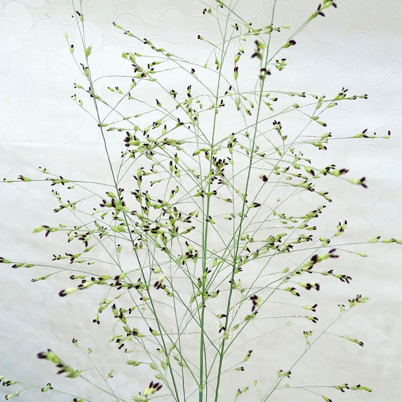 Panicum virgatum Prairie Sky - Switchgrass (Flowering)