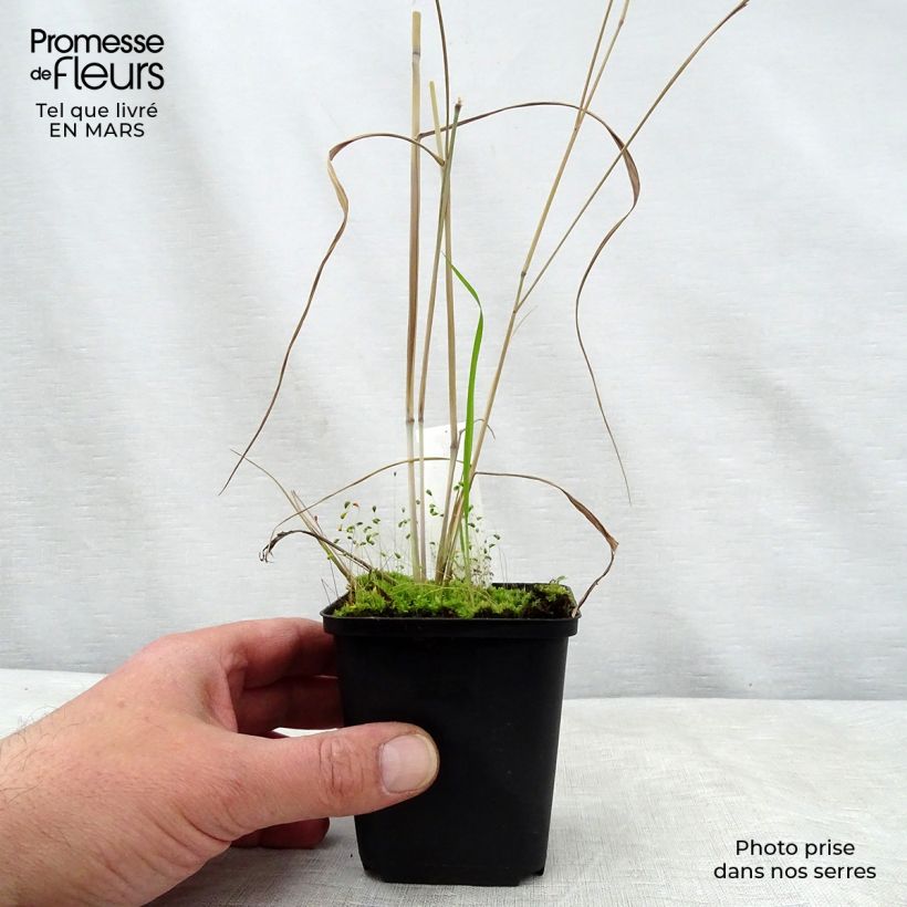 Panicum virgatum Prairie Sky - Switchgrass sample as delivered in spring