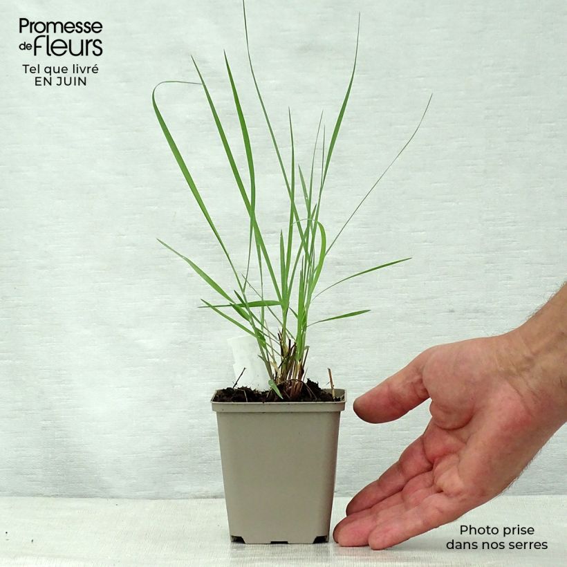 Example of Panicum virgatum Prairie Sky - Switchgrass as you get in ete