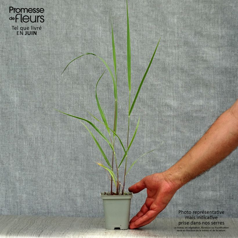 Example of Panicum virgatum Rehbraun - Switchgrass as you get in ete