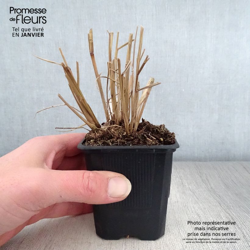 Panic érigé - Panicum virgatum Warrior en godet de 9 cm sample as delivered in winter