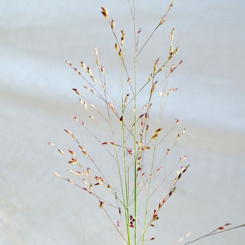 Panicum amarum (Flowering)