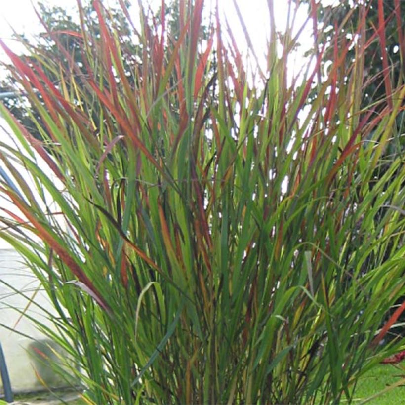 Panicum virgatum Cheyenne Sky - Switchgrass (Foliage)