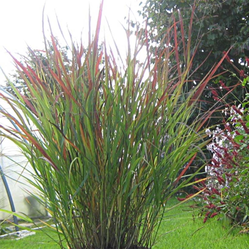 Panicum virgatum Cheyenne Sky - Switchgrass (Plant habit)
