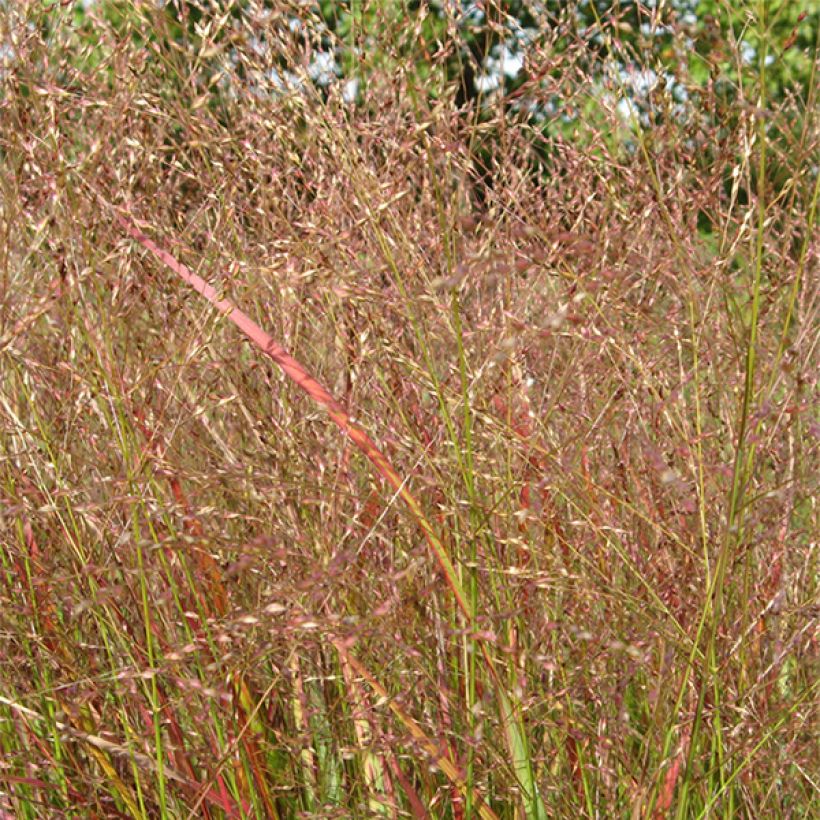 Panicum virgatum Hänse Herms - Switchgrass (Flowering)