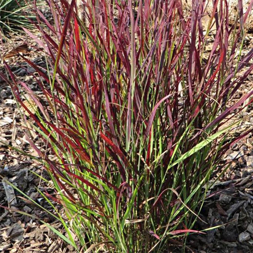 Panicum virgatum Sangria - Switchgrass (Foliage)