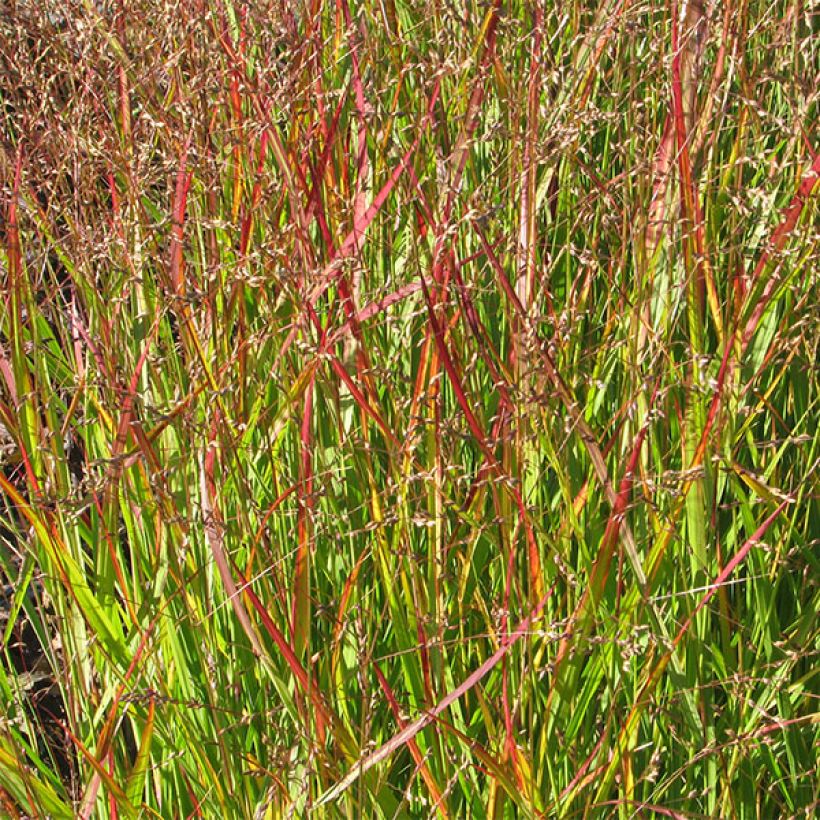 Panicum virgatum Shenandoah - Switchgrass (Foliage)