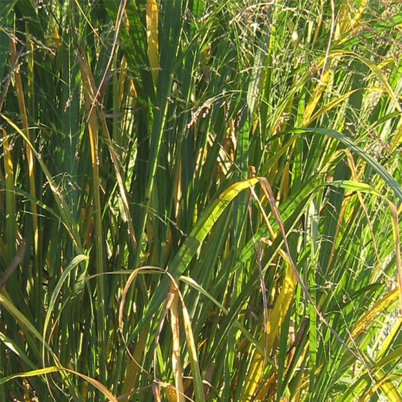 Panicum virgatum Thundercloud - Switchgrass (Foliage)