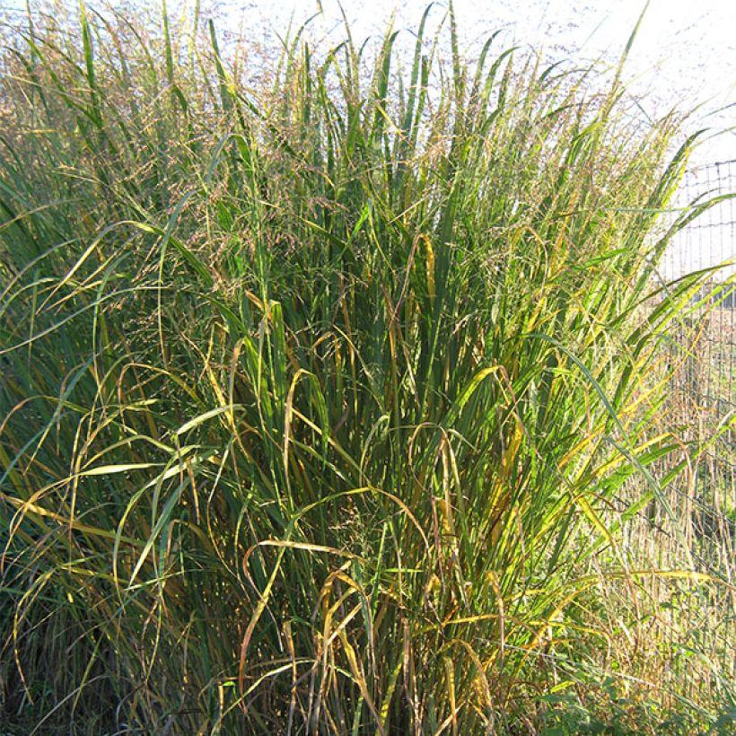 Panicum virgatum Thundercloud - Switchgrass (Plant habit)