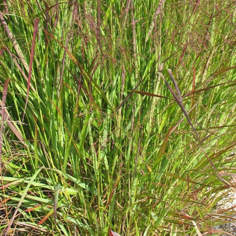 Panicum virgatum Warrior - Switchgrass (Foliage)