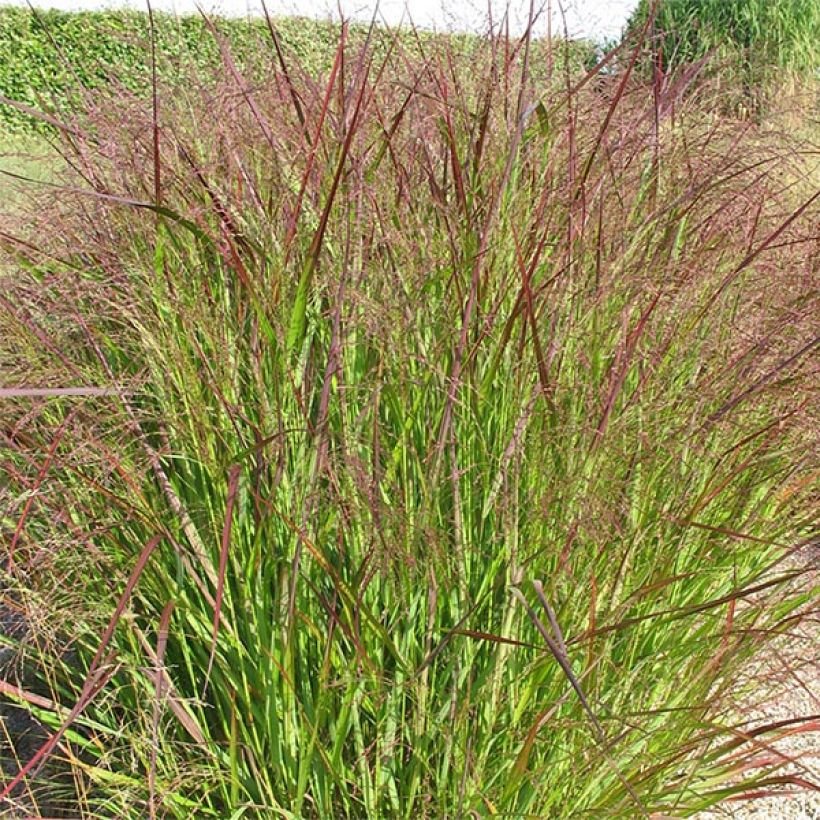 Panicum virgatum Warrior - Switchgrass (Plant habit)