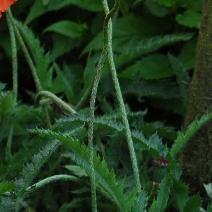 Papaver orientale Allegro - Oriental Poppy (Foliage)