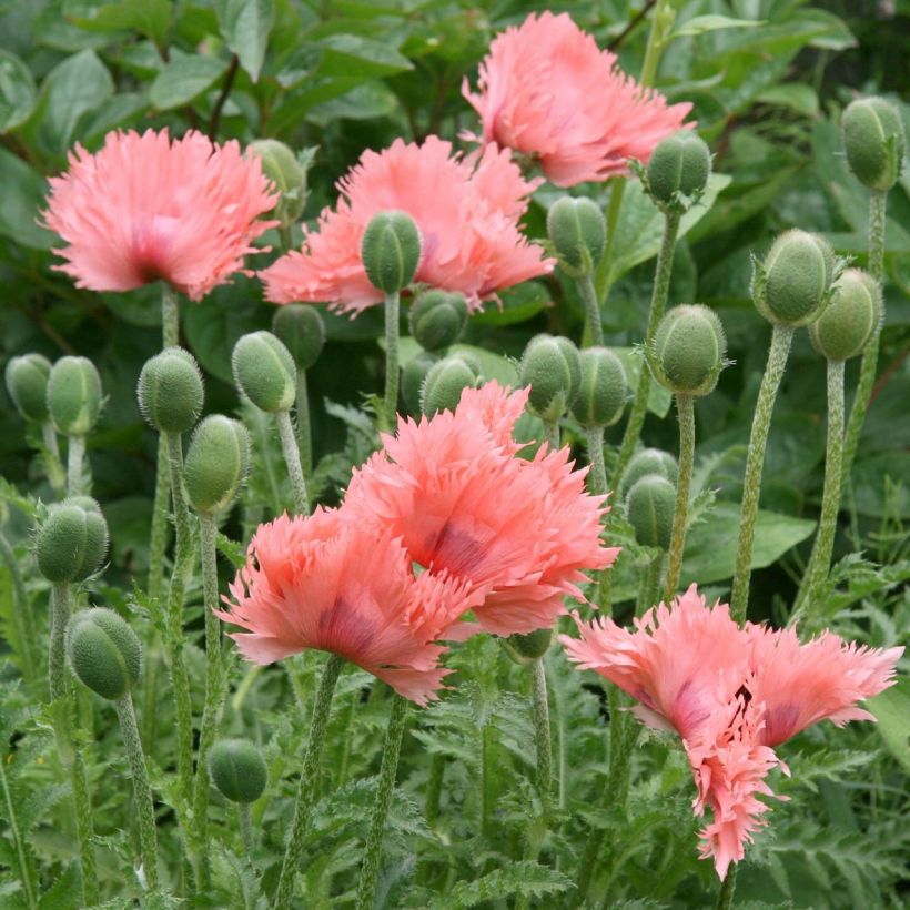 Papaver orientale Pink Ruffles - Oriental Poppy (Flowering)