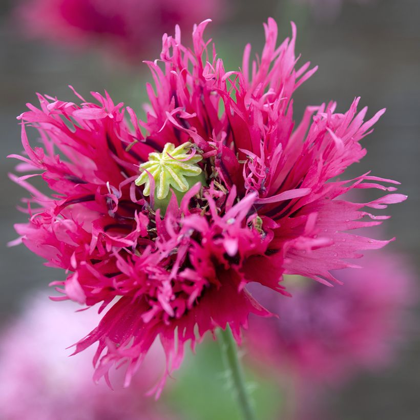 Papaver somniferum Rose Feathers - Opium Poppy seeds (Flowering)