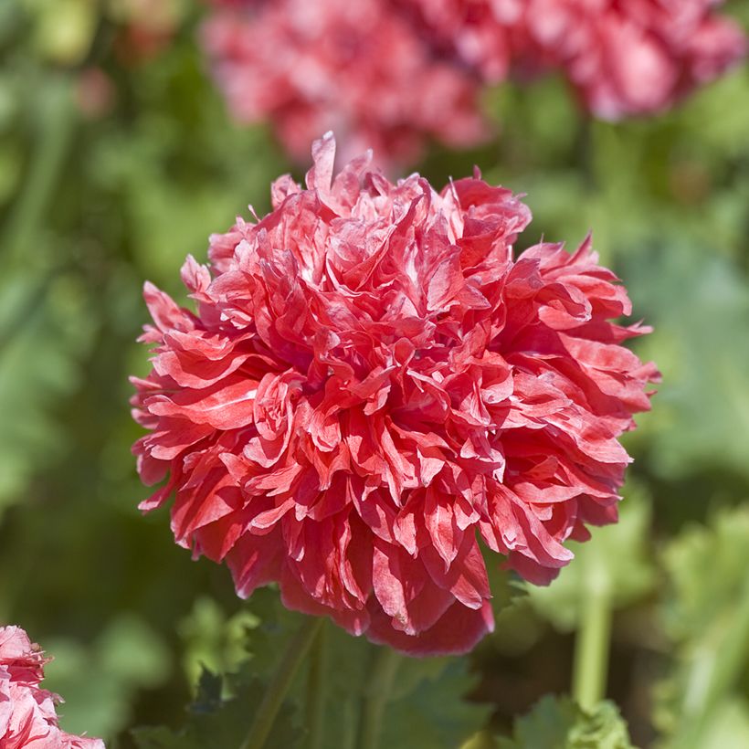 Papaver somniferum Frosted Salmon - Opium Poppy seeds (Flowering)