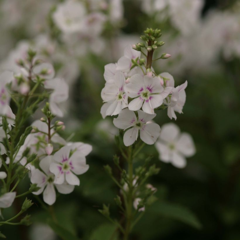 Parahebe catarractae Avalanche (Flowering)