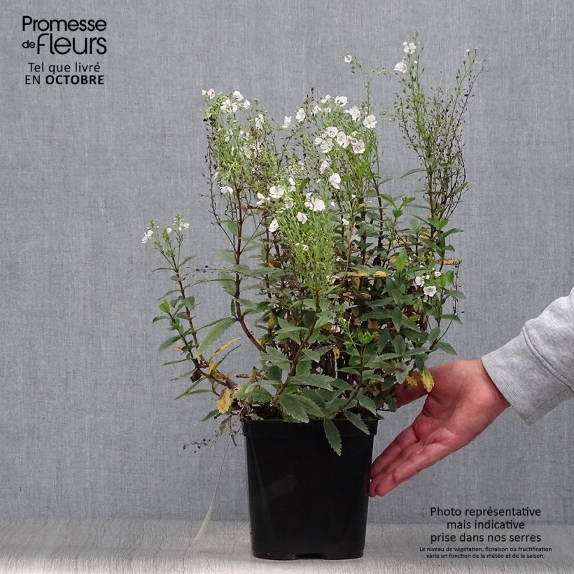 Parahebe catarractae Avalanche - véronique arbustive - Pot de 2L/3L sample as delivered in autumn