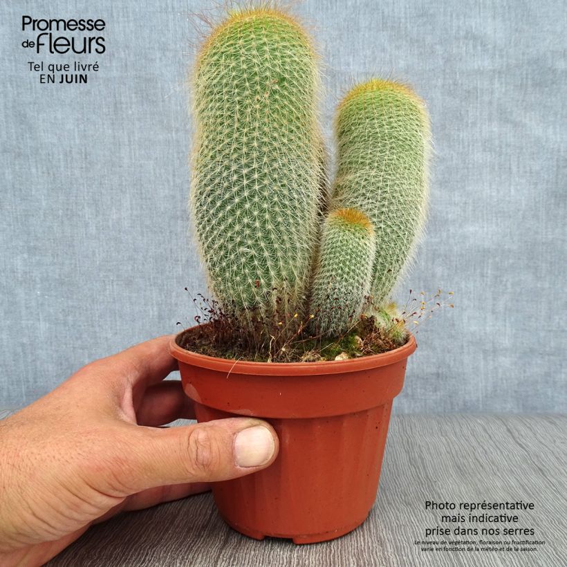 Parodia leninghausii 12cm pot sample as delivered in summer