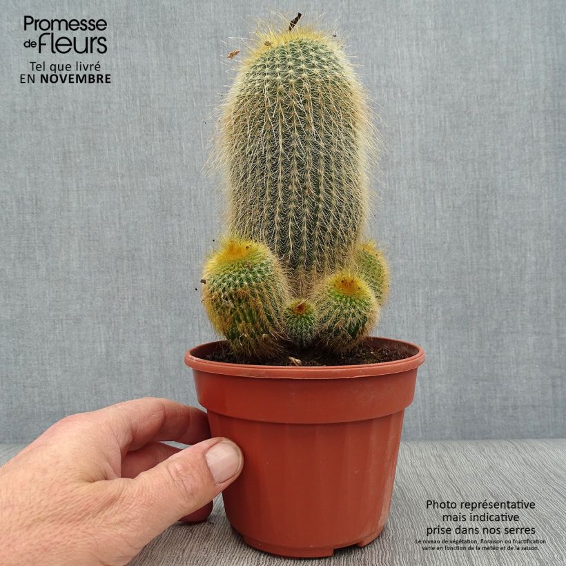 Parodia leninghausii - Notocactus leninghausii Pot de 13 cm sample as delivered in autumn