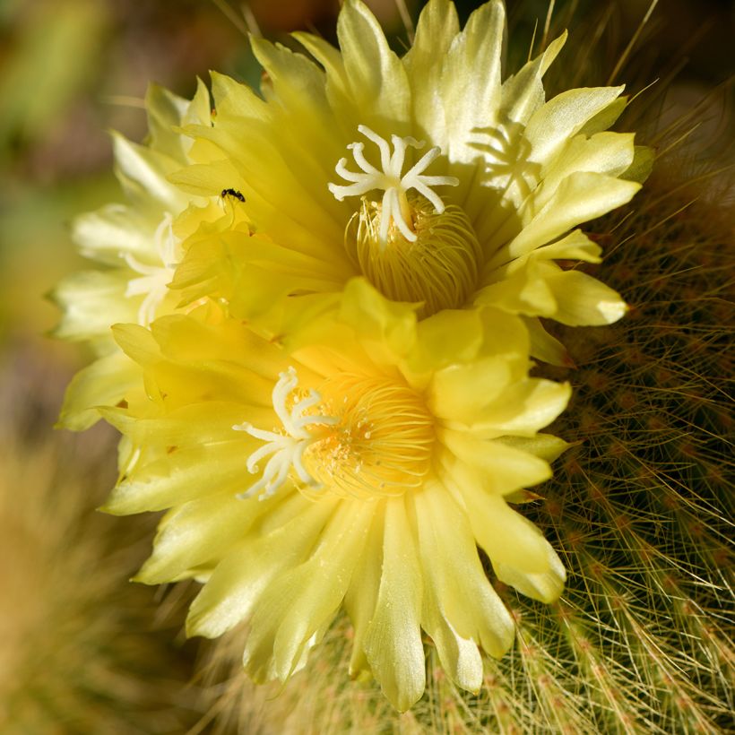 Parodia leninghausii (Flowering)