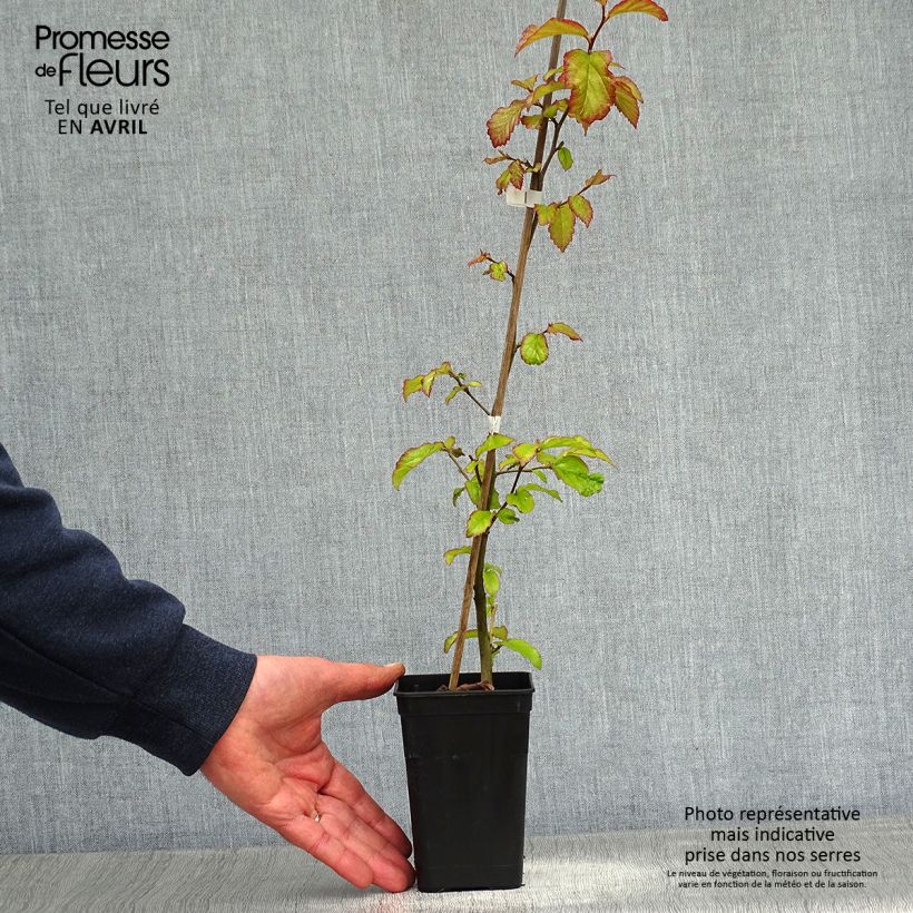 Parrotia persica Bella - Persian Ironwood sample as delivered in spring
