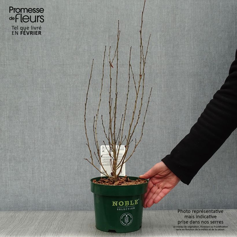 Parrotia persica Persian Spire - Arbre de fer Pot de 3L/4L sample as delivered in winter