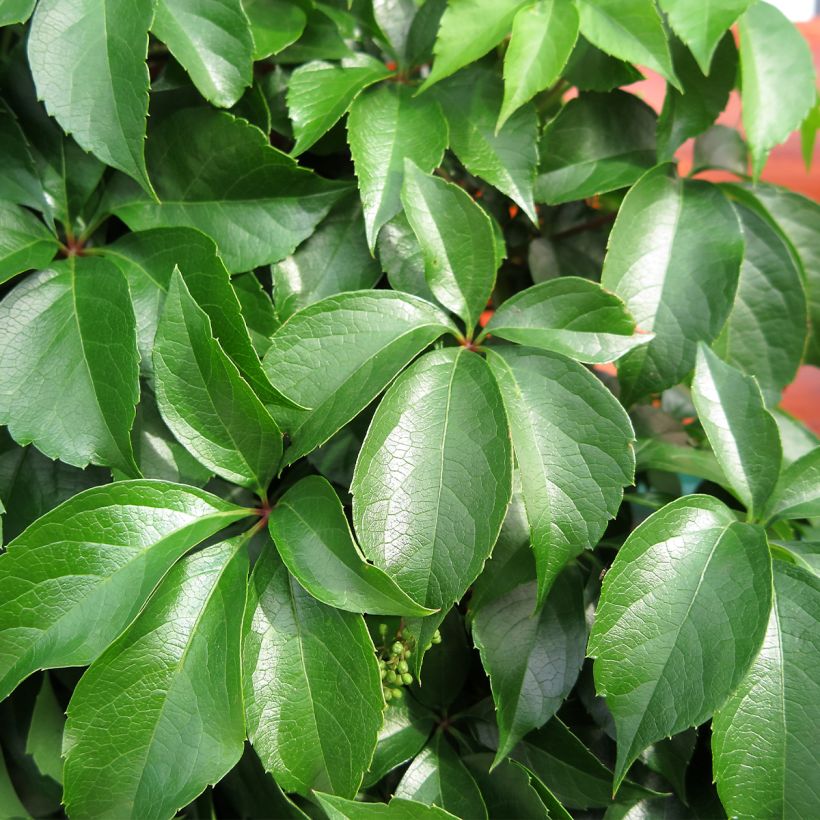 Parthenocissus quinquefolia Murorum - Virginia Creeper (Foliage)