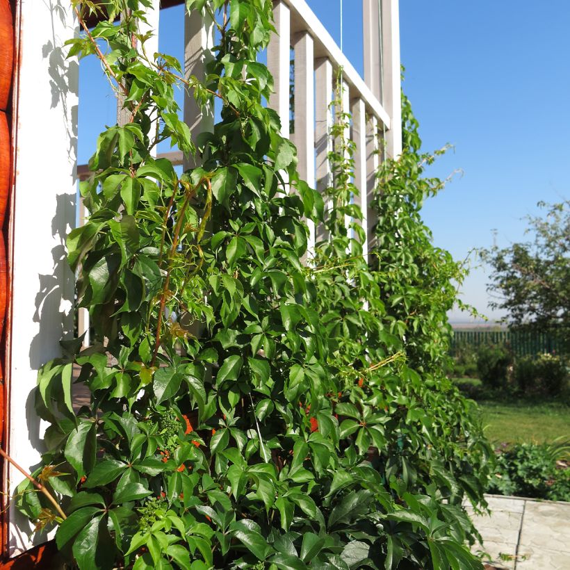 Parthenocissus quinquefolia Murorum - Virginia Creeper (Plant habit)