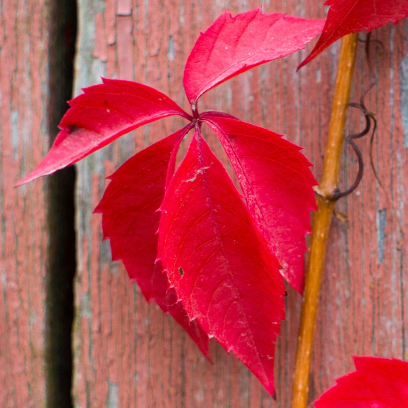 Parthenocissus quinquefolia Red Wall- Virginia Creeper (Foliage)