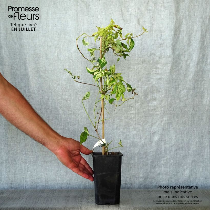 Parthenocissus quinquefolia Star Shower- Virginia Creeper 1.5L/2L pot sample as delivered in summer