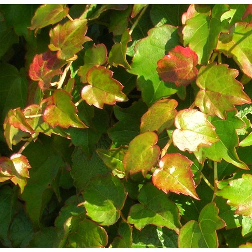 Parthenocissus tricuspidata Minutifolia- Boston Ivy (Foliage)