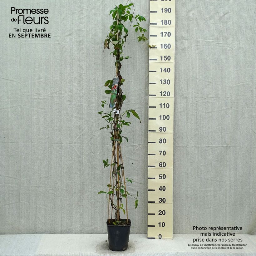 Parthenocissus viteacea 4L/5L pot sample as delivered in autumn