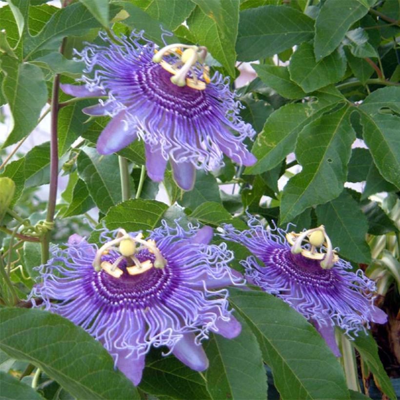 Passiflora Incense- Passion Flower (Flowering)