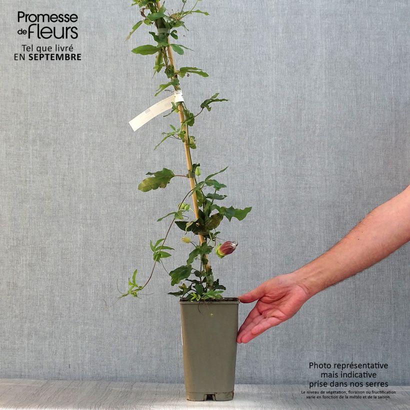 Passiflora Lady Betty Myles Young- Passion Flower 3L/4L potShipped height around 60/70cm sample as delivered in summer