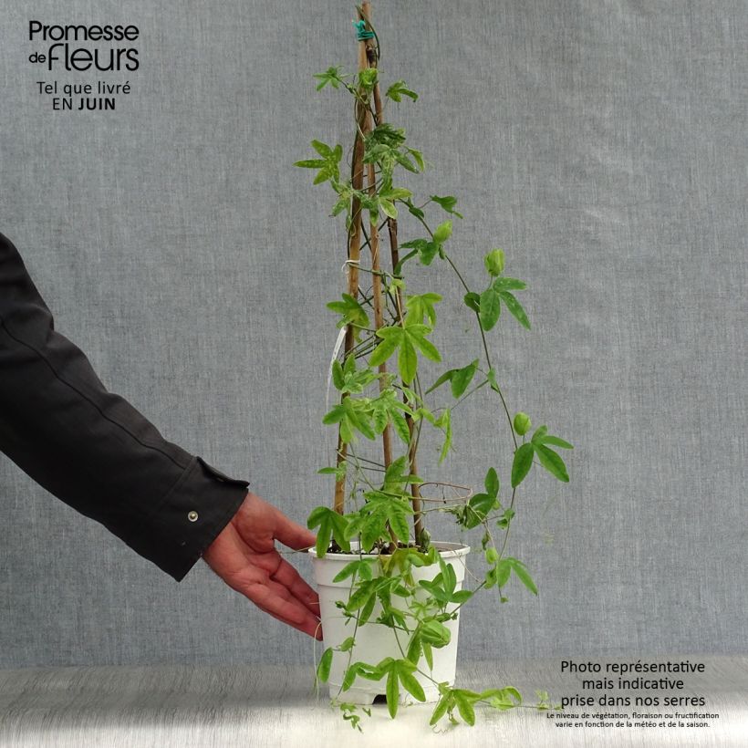 Passiflora subpeltata - Fleur de la Passion Pot de 2L/3L sample as delivered in summer