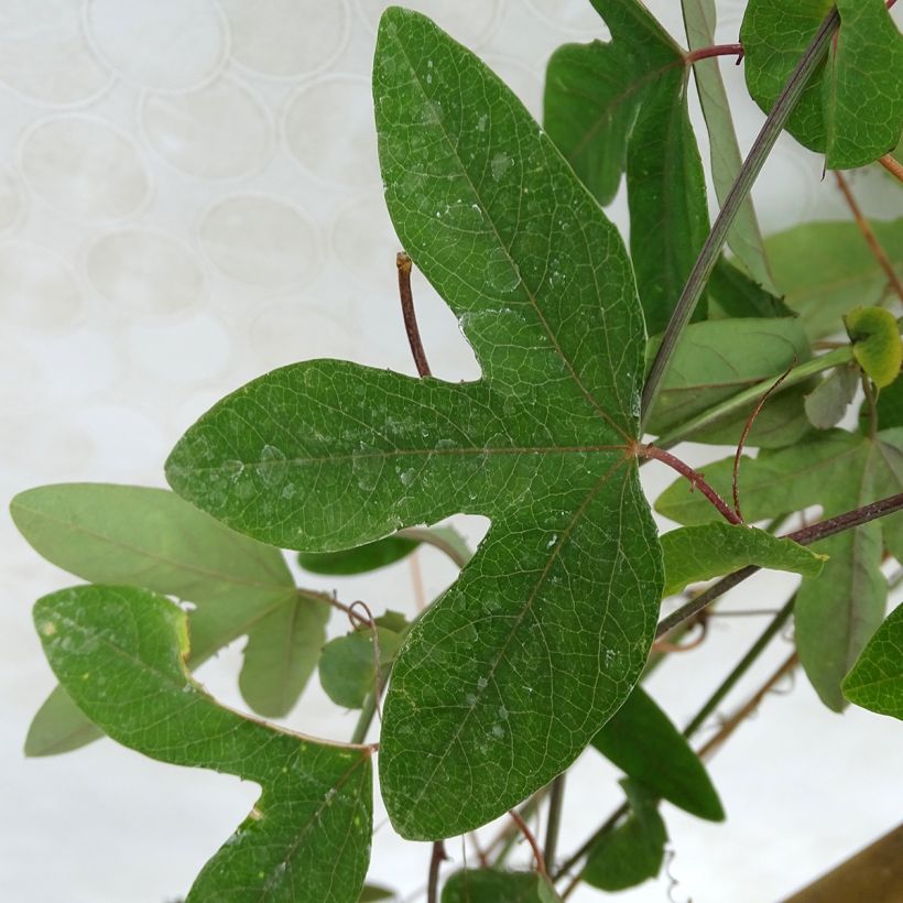 Passiflora vitifolia (Foliage)