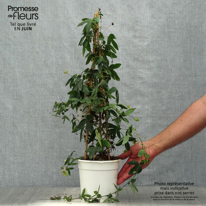 Passiflora Amethyst White- Passion Flower 2L/3L potShipped height around 70/80cm sample as delivered in summer