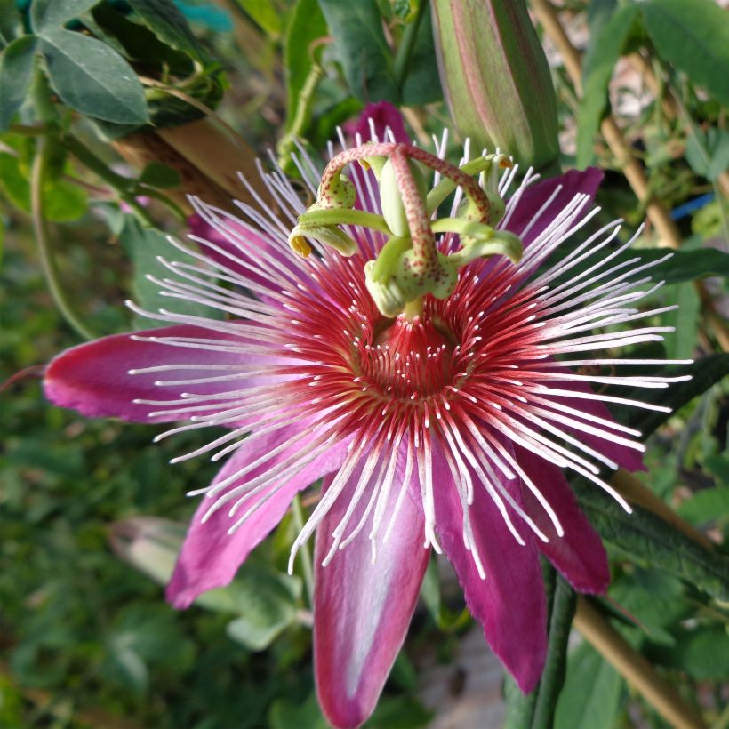 Passiflora Anastasia- Passion Flower (Flowering)