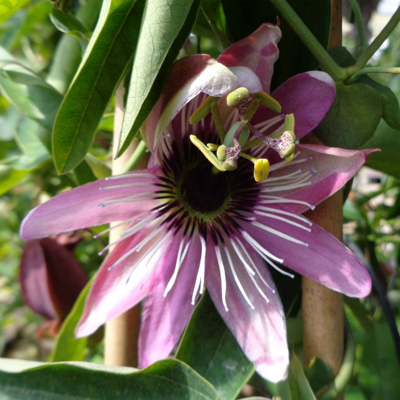 Passiflora caerulea x racemosa- Passion Flower (Flowering)
