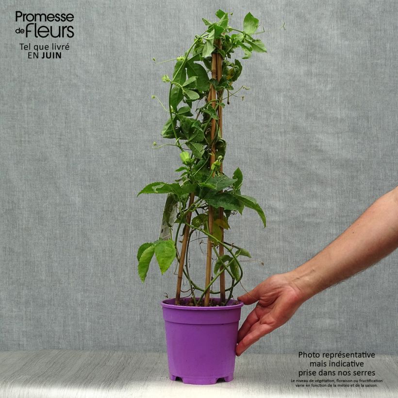 Passiflora Essenza- Passion Flower 2L/3L potShipped height around 70/80cm sample as delivered in summer