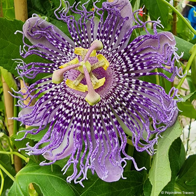 Passiflora Fata Confetto (Flowering)