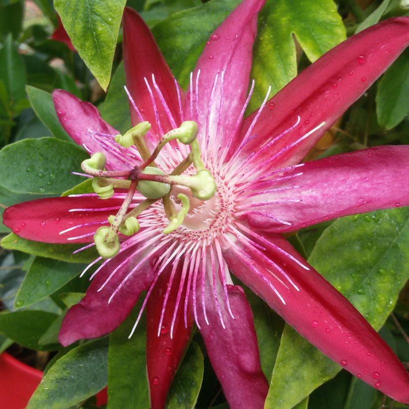 Passiflora Michael- Passion Flower (Flowering)